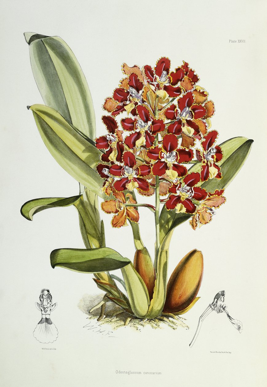 Odontoglossum coronarium, 1864-1874 tekijältä Walter Hood Fitch
