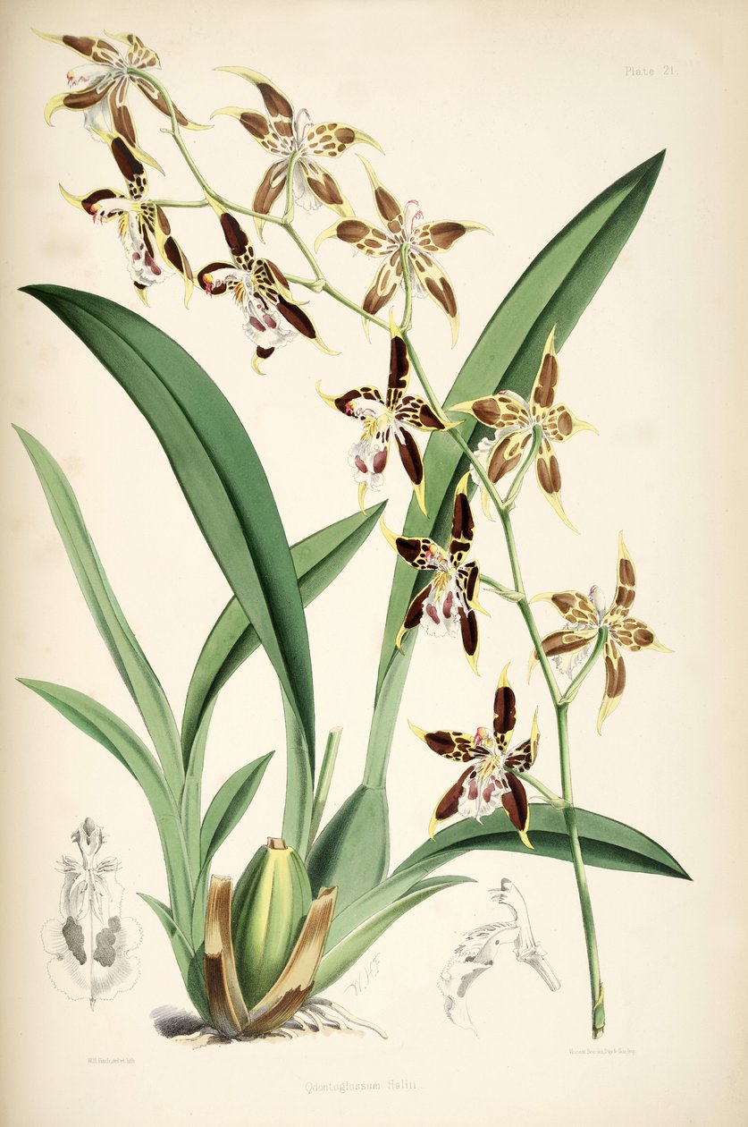 Odontoglossum hallii tekijältä Walter Hood Fitch