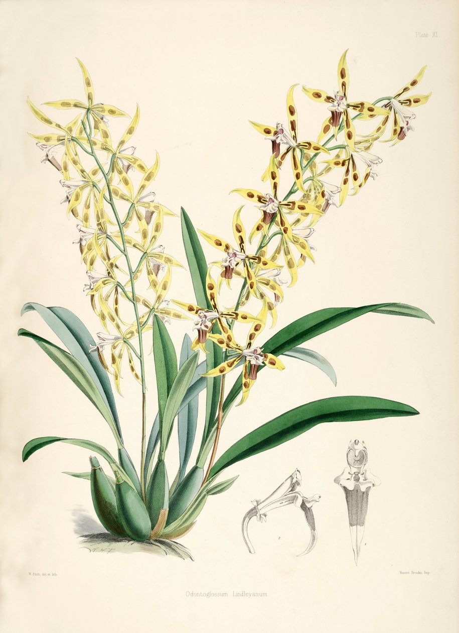 Odontoglossum lindleyanum tekijältä Walter Hood Fitch
