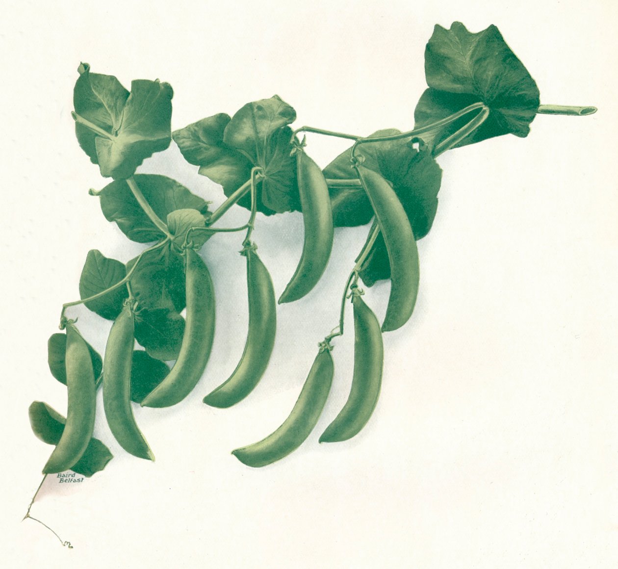 "Green Peas", 1908 tekijältä WandG Baird Ltd