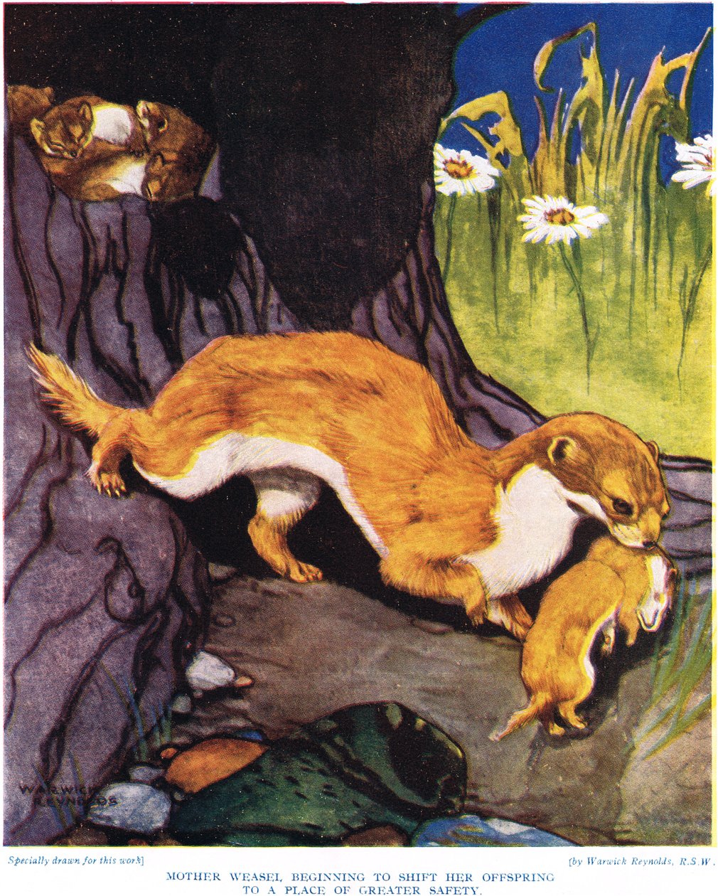 Äiti Weasel alkaa siirtää jälkeläisiään, kuvitus julkaisusta "The New Natural History", kirjoittanut John Arthur Thompson (1861-1933), julkaisija G.P. Putnamin pojat, 1926 tekijältä Warwick Reynolds