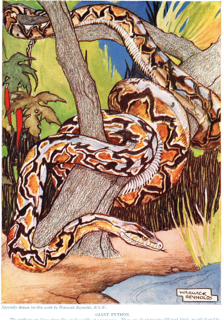 Jättiläispyton, kuvitus teoksesta "The New Natural History", kirjoittanut John Arthur Thompson (1861-1933), julkaissut G.P. Putnam
