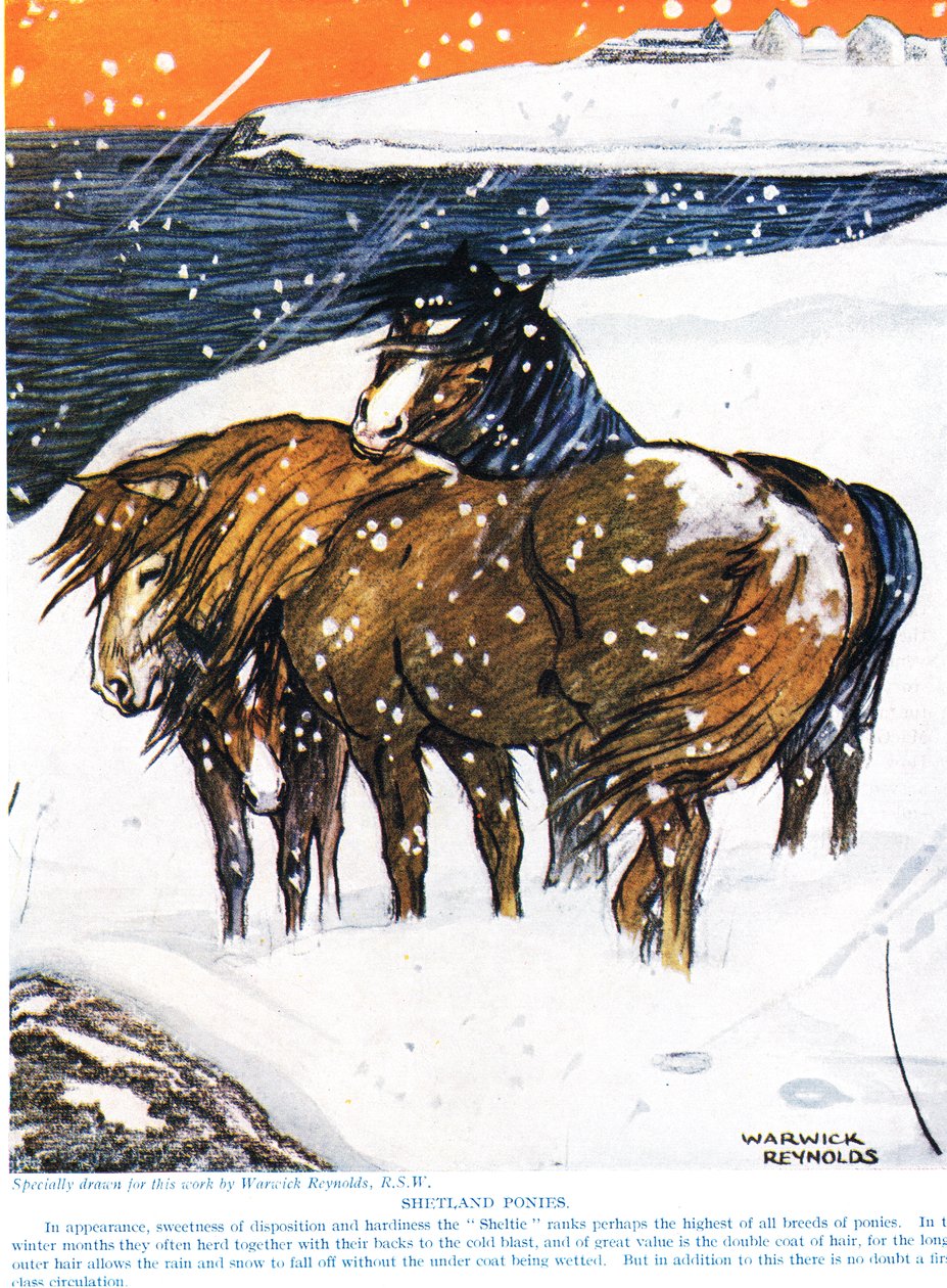 Shetland Ponies, kuvitus julkaisusta "The New Natural History", John Arthur Thompson (1861-1933), julkaisija G.P. Putnamin pojat, 1926 tekijältä Warwick Reynolds