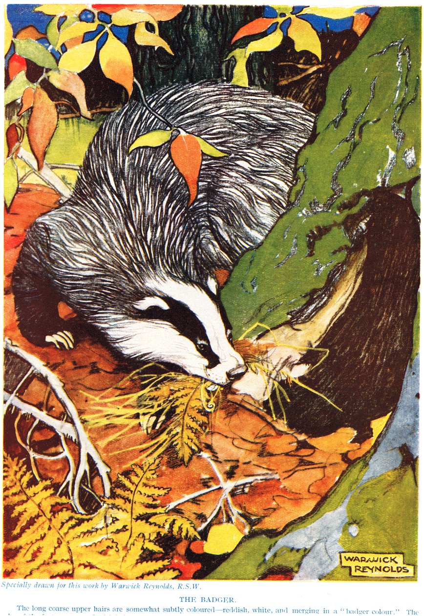 The Badger, The New Natural History, John Arthur Thompson (1861-1933), julkaisija G.P. Putnamin pojat, 1926 tekijältä Warwick Reynolds