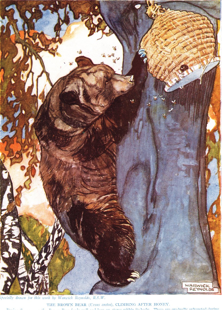 Ruskea karhu (Ursus arctos), kiipeämässä hunajan perässä, kuvitus julkaisusta "The New Natural History", kirjoittanut John Arthur Thompson (1861-1933), julkaisija G.P. Putnamin pojat, 1920-luku tekijältä Warwick Reynolds