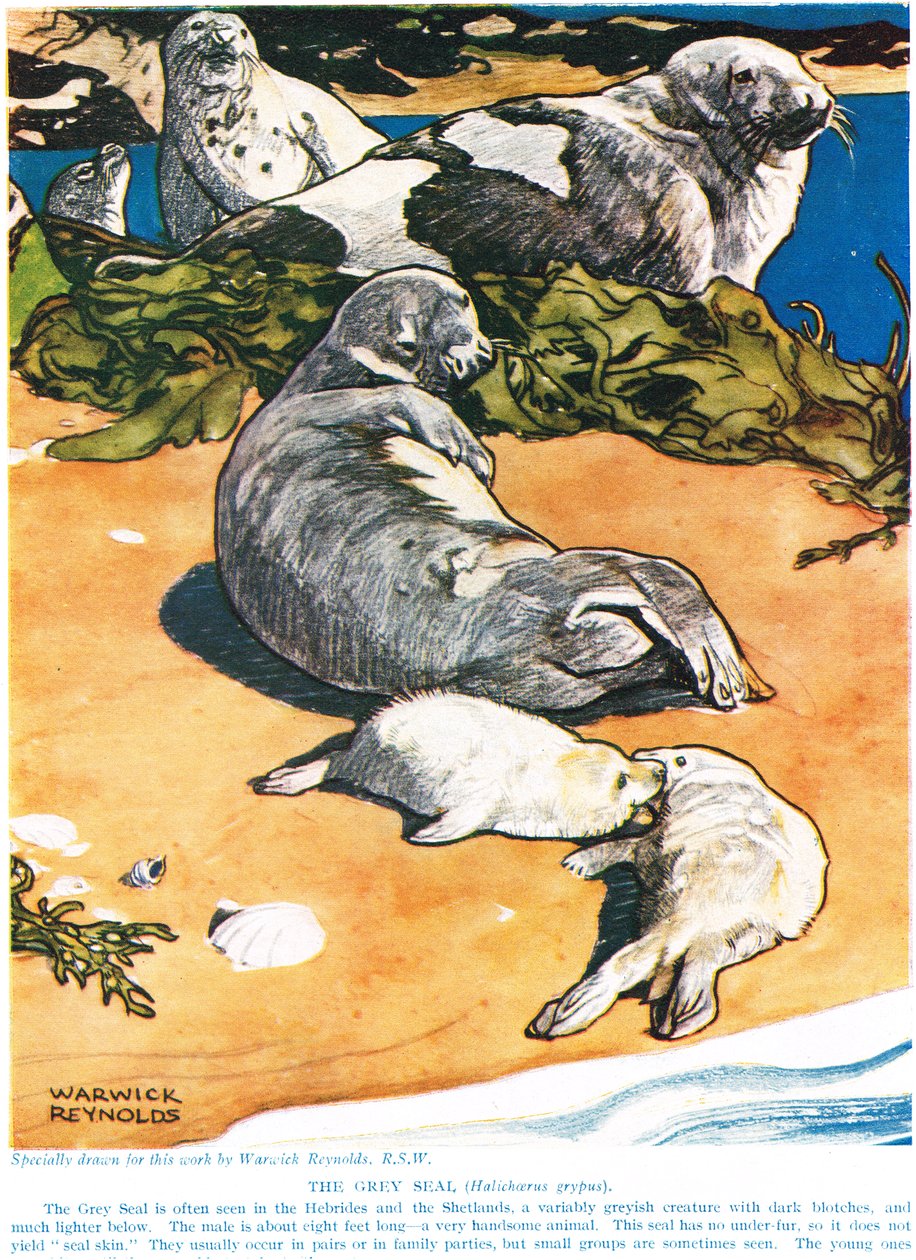 Harmaa sinetti, kuvitus julkaisusta "The New Natural History", kirjoittanut John Arthur Thompson (1861-1933), julkaisija G.P. Putnamin pojat, 1926 tekijältä Warwick Reynolds