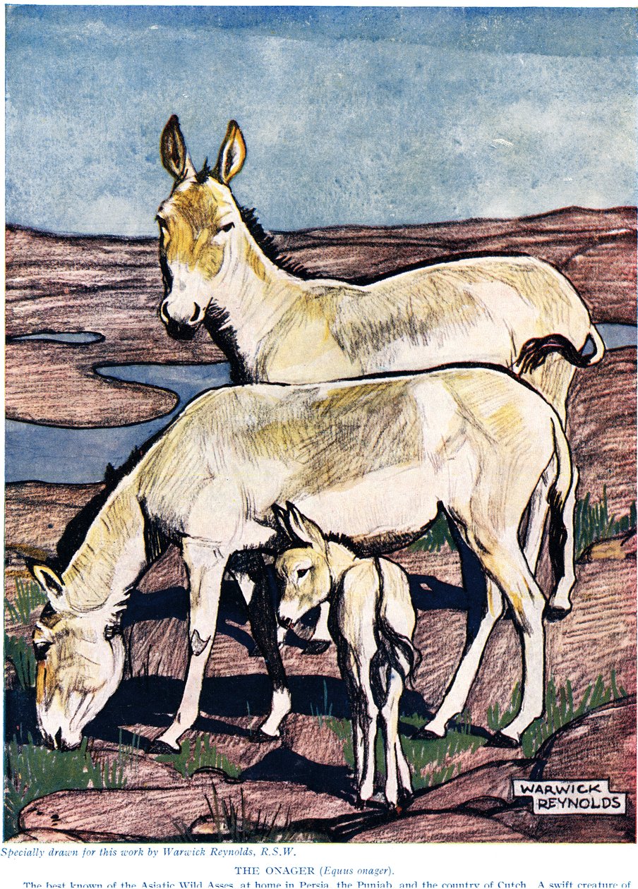 The Onager, The New Natural History, John Arthur Thompson (1861-1933), julkaisija G.P. Putnamin pojat, 1926 tekijältä Warwick Reynolds