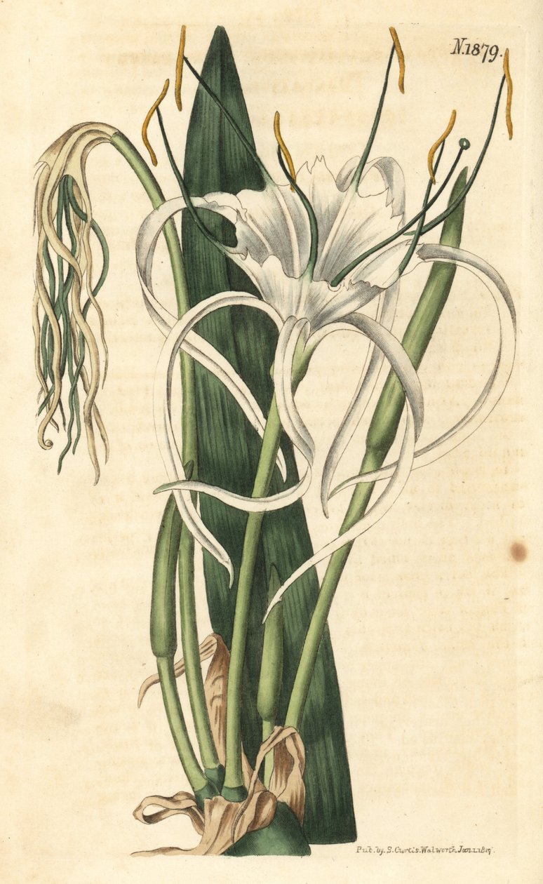 Araignee-lilja, merinarsissi, merililja – Rantahämähäkkililja, Hymenocallis littoralis (Fan-leaved pancratium, Pancratium distichum). Weddellin käsinvärjätty kasvitieteellinen kaiverrus John Simsin Curtis