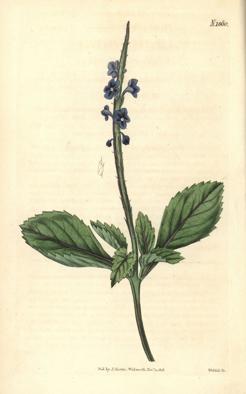 Sininen verbena - Jamaikan bastard-vervain, Stachytarpheta jamaicensis. Weddellin käsinvärjätty kuparipiirros John Simsin Curtis