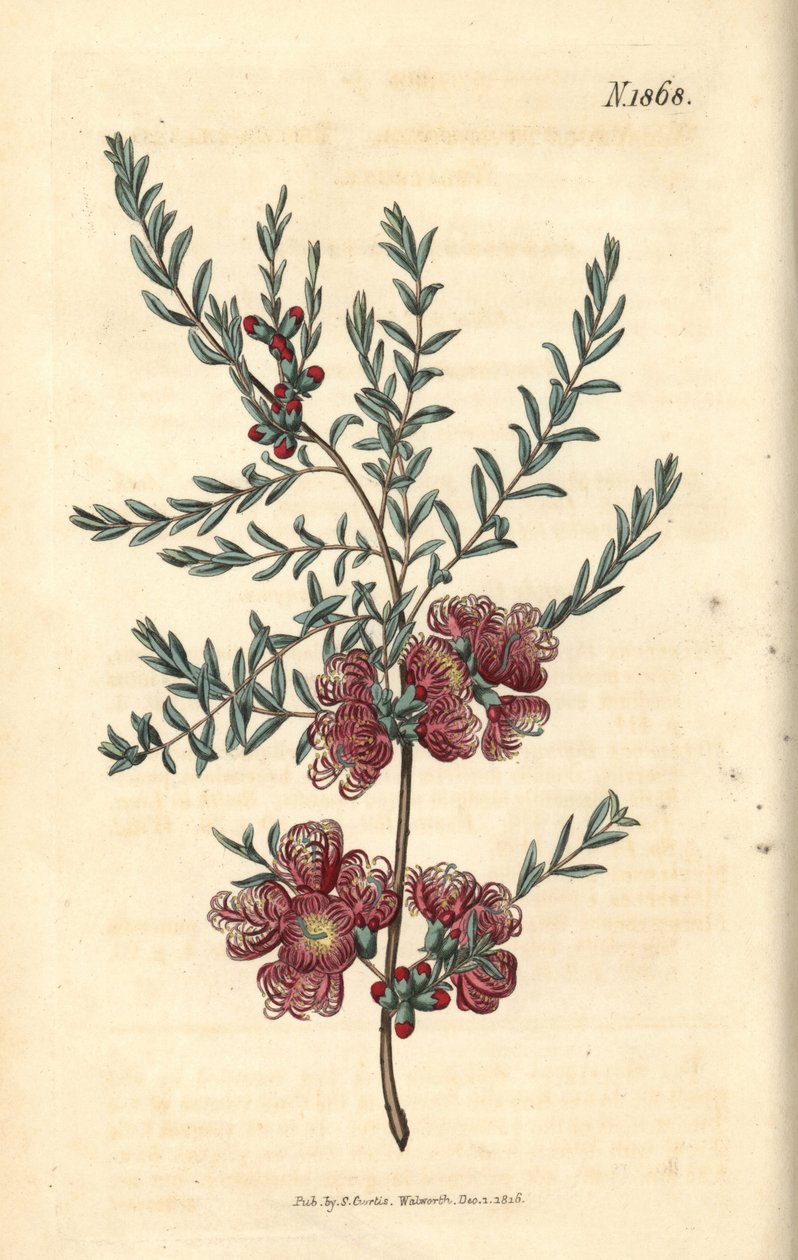 Melaleuca timjami-lehdillä – timjami-lehtinen melaleuca, Melaleuca thymifolia. Weddellin käsinvärjätty kasvitieteellinen kaiverrus John Simsin Curtis