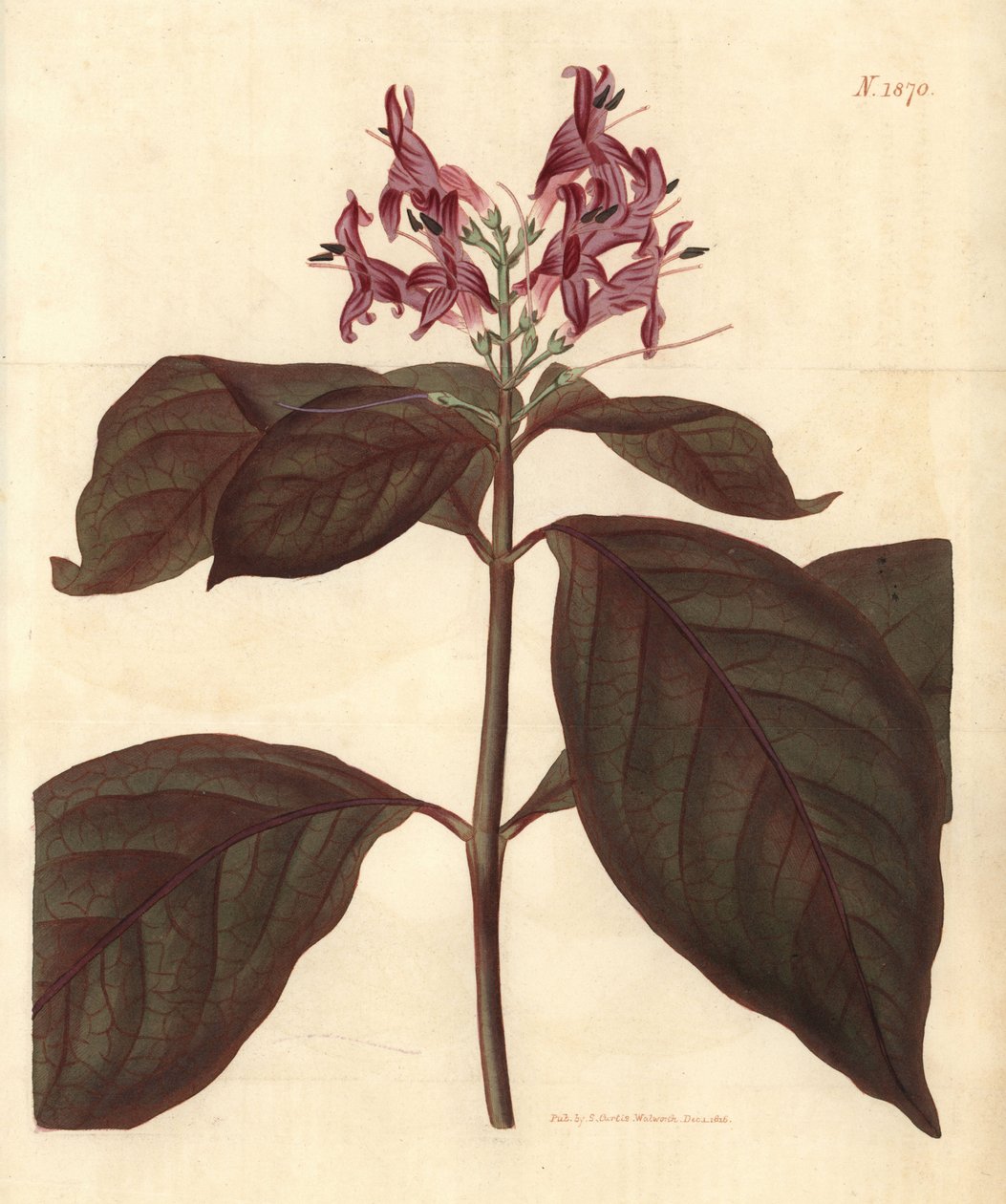 Neitsyen maito - Karikatyyri-kasvi, Graptophyllum pictum (Verisuoninen justicia, Justicia picta lurido-sanguinea). Weddellin käsinvärjätty kasvitieteellinen kaiverrus John Simsin Curtis