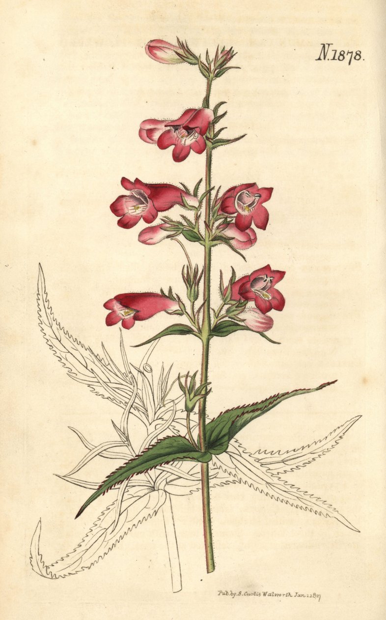 Penstemon campanulatus, kukka tekijältä Weddell Weddell