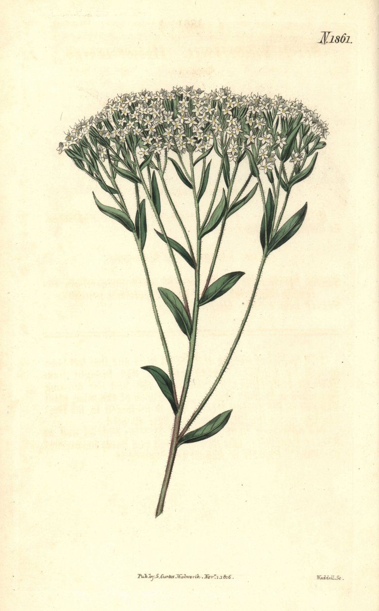 Stevia - Isopilehtinen stevia, Stevia eupatoria (Stevia hyssopifolia). Weddellin käsinvärjätty kasvitieteellinen kaiverrus John Simsin Curtis
