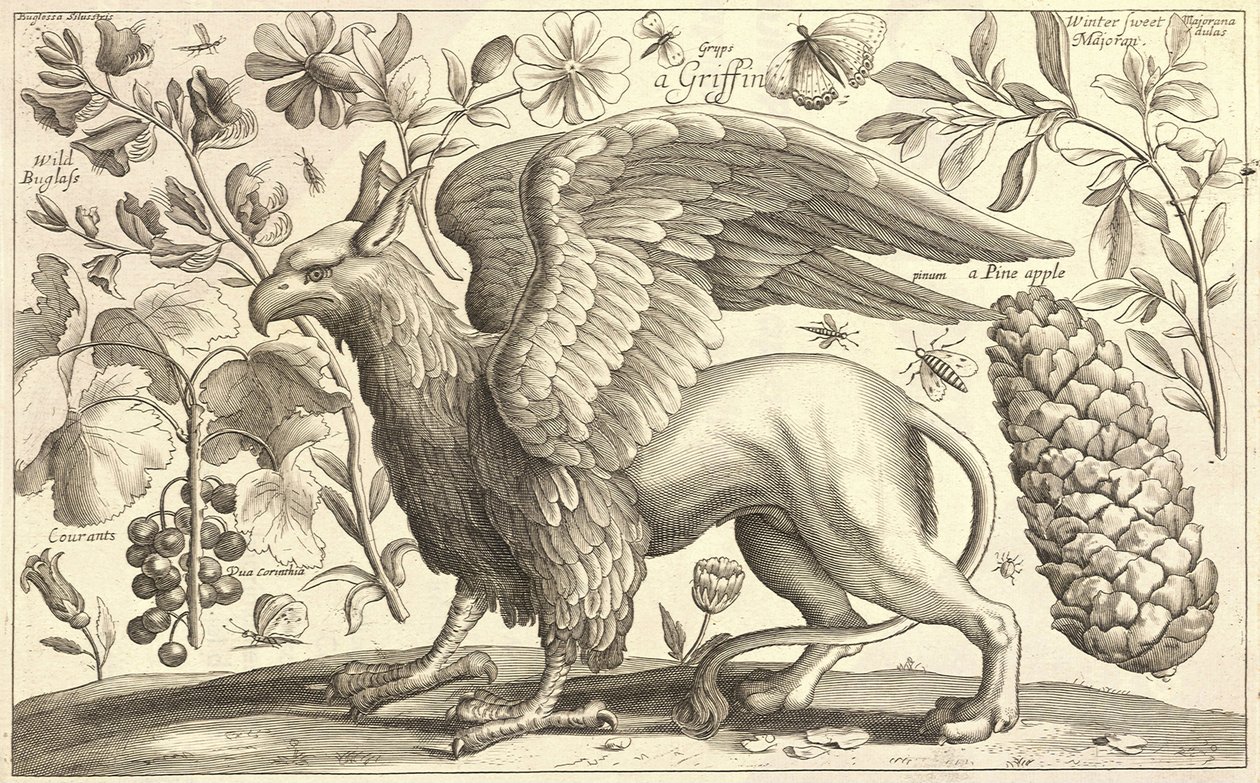 Griffi tekijältä Wenceslaus Hollar