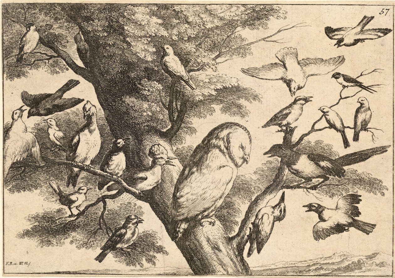 Linnut mobbing pöllö tekijältä Wenceslaus Hollar