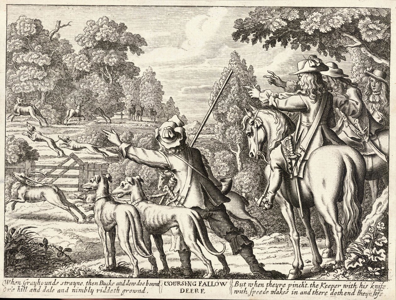 Kurssilla kuusipeura tekijältä Wenceslaus Hollar
