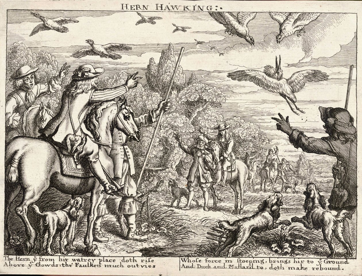 Hern haukkuu tekijältä Wenceslaus Hollar