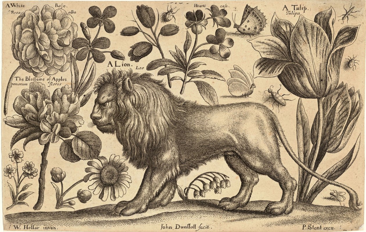 Leijona ja tulppaani tekijältä Wenceslaus Hollar