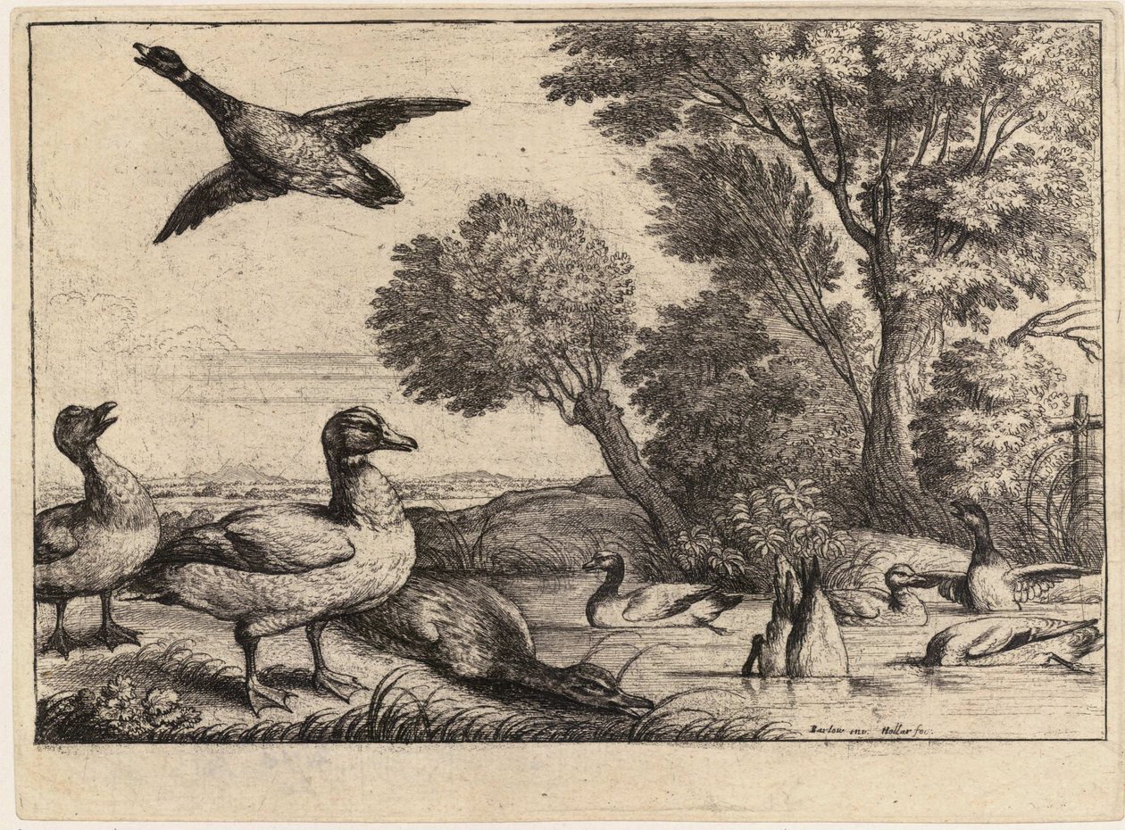Yhdeksän ankkaa. Tila 2 tekijältä Wenceslaus Hollar