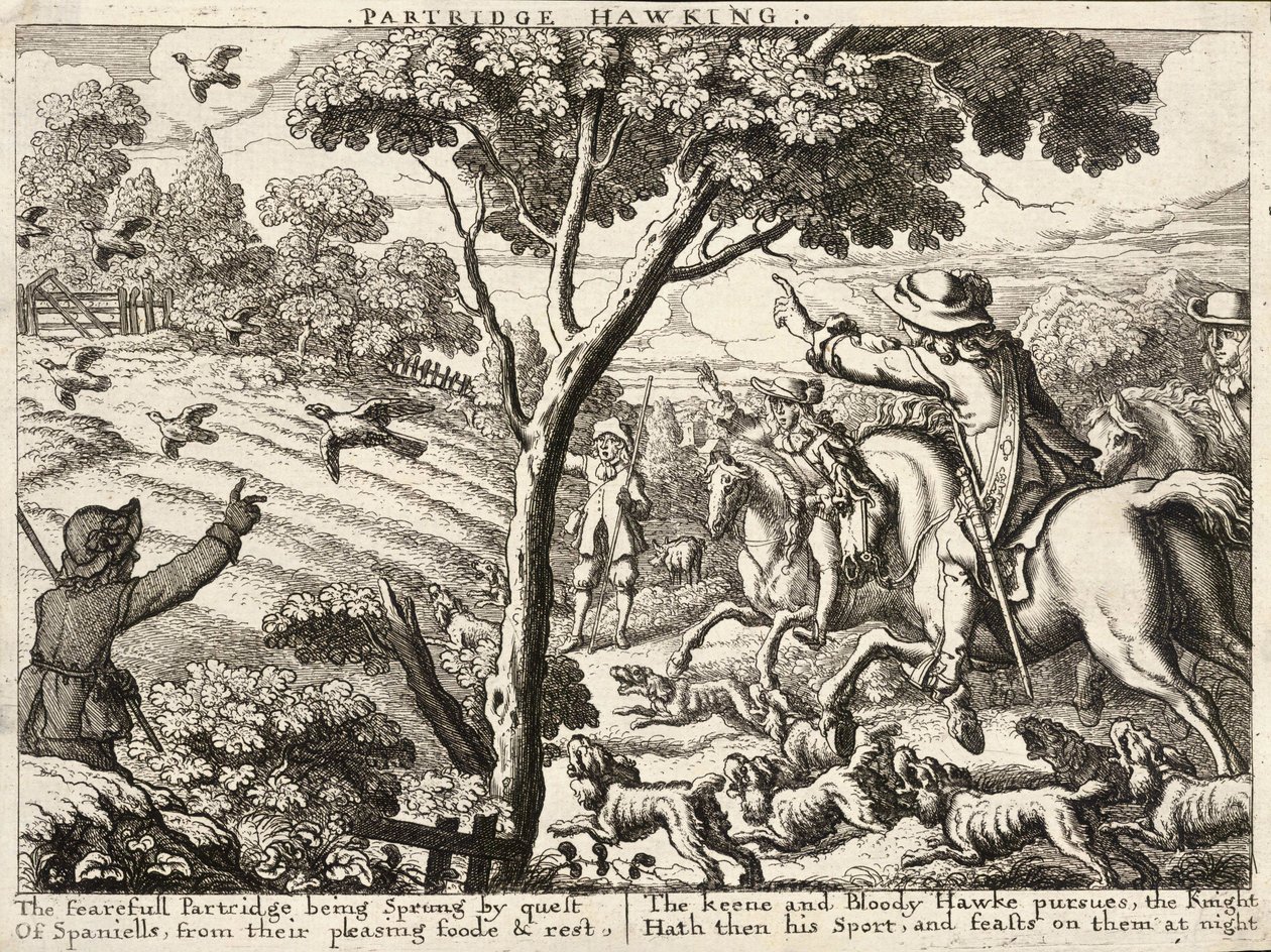 Peltopuuhaukka tekijältä Wenceslaus Hollar