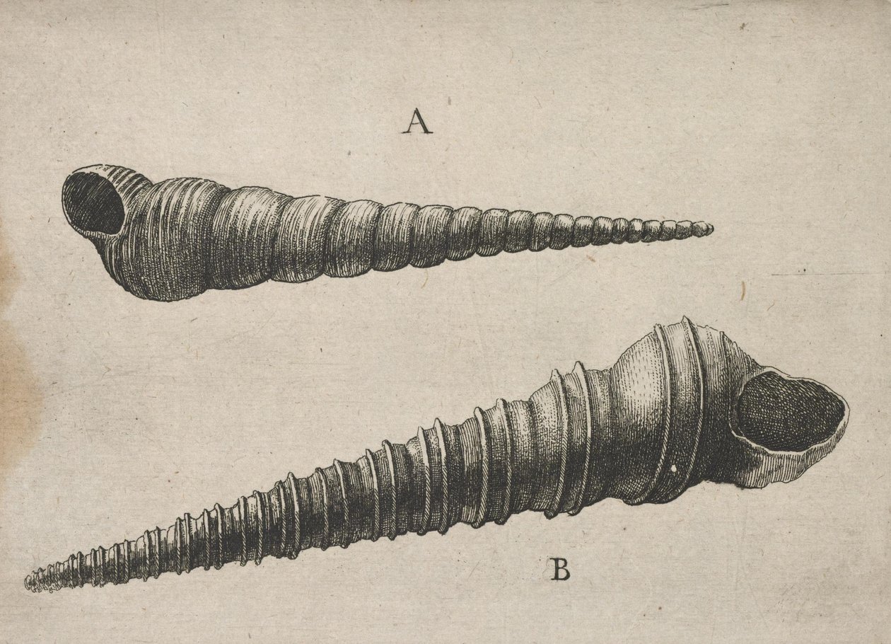 Kuoret (Turritella terebra ja T. duplicata L.) tekijältä Wenceslaus Hollar