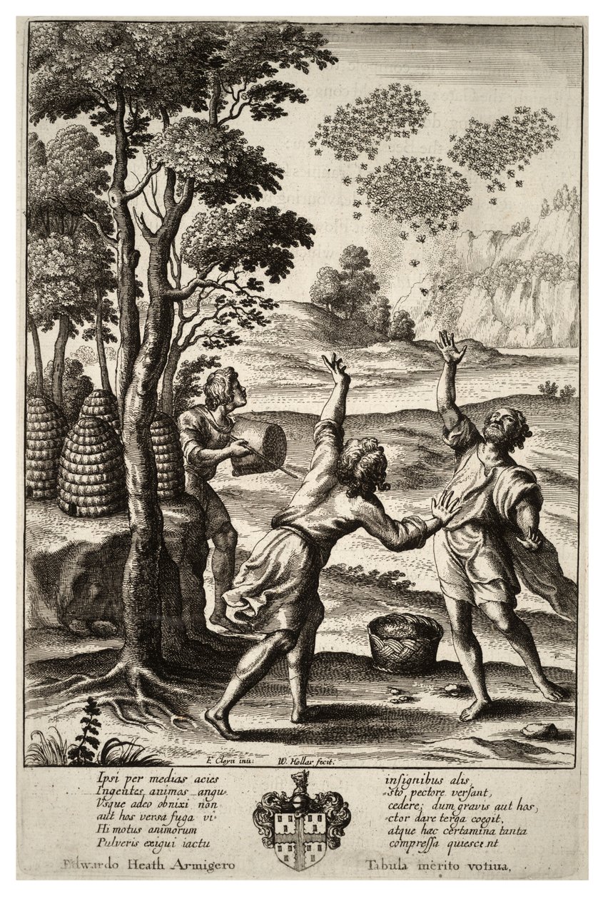 Mehiläisten parveilu. Tila 1 tekijältä Wenceslaus Hollar