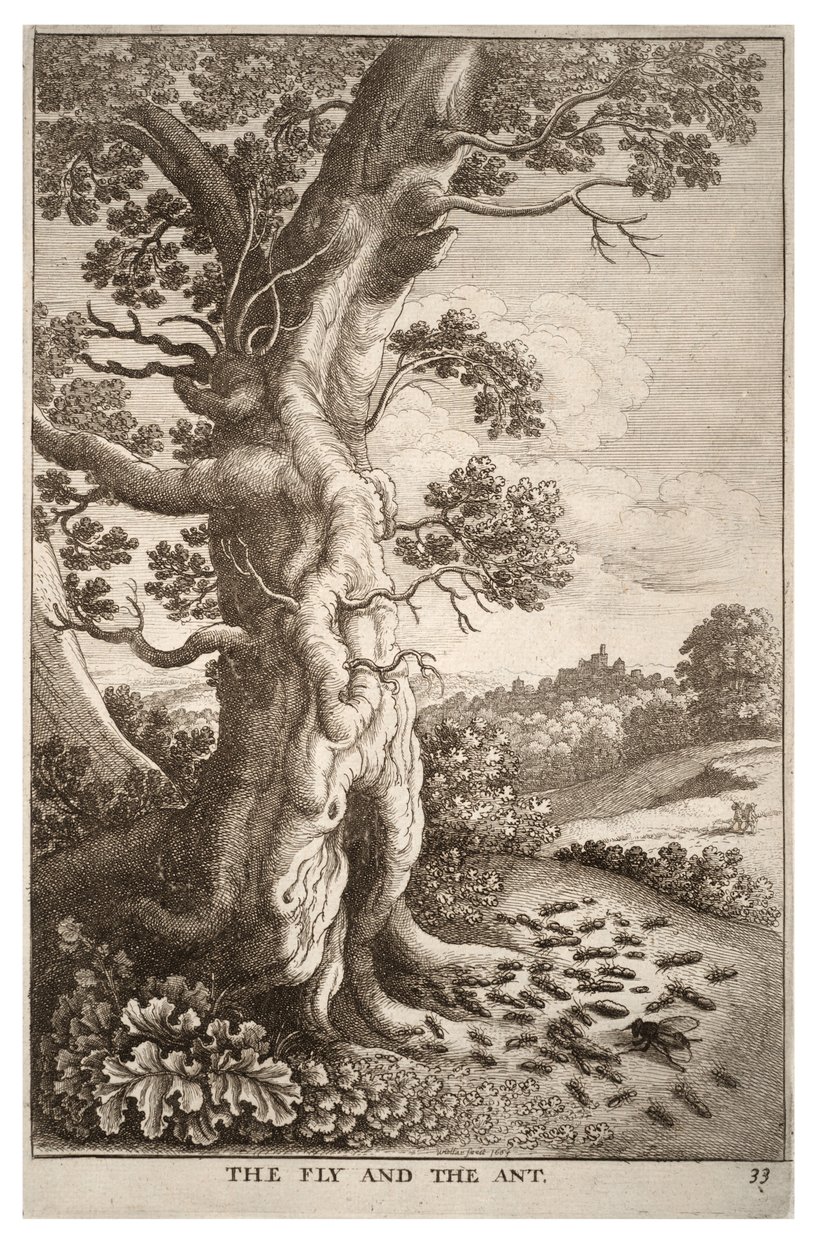 Perho ja muurahainen tekijältä Wenceslaus Hollar