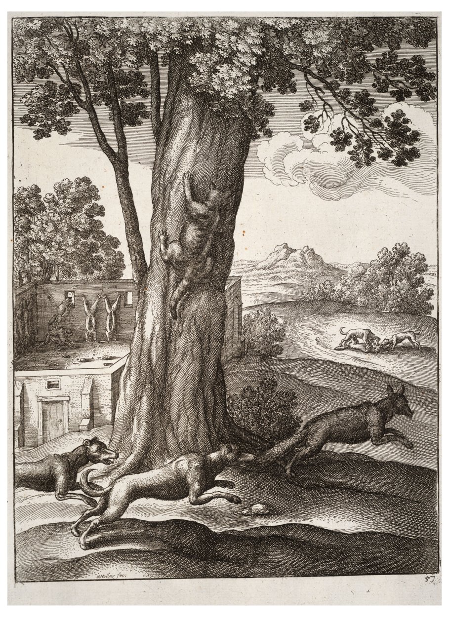 Kettu ja kissa tekijältä Wenceslaus Hollar