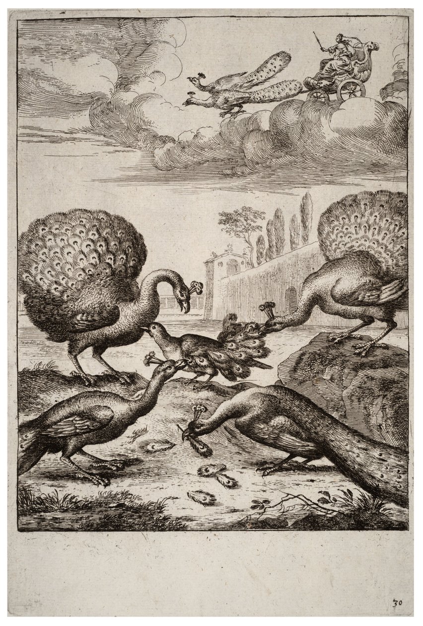 Jayy ja riikinkukot tekijältä Wenceslaus Hollar