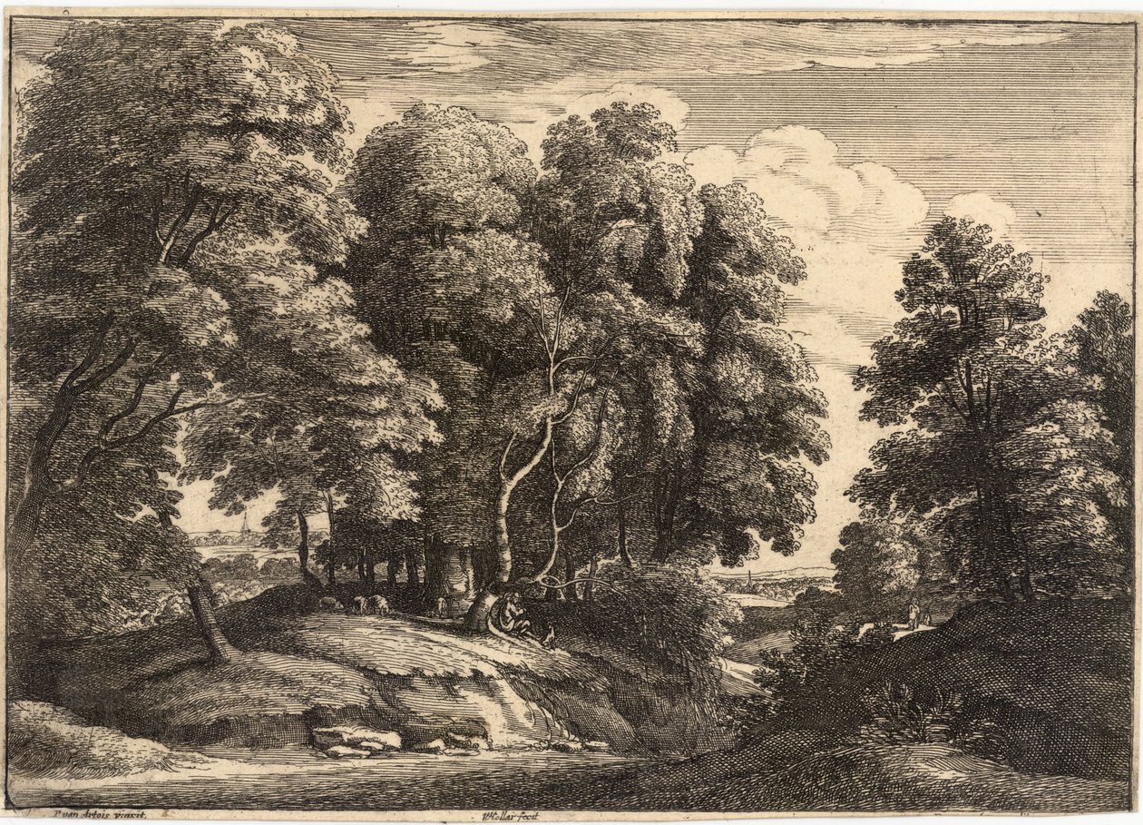 Paimen metsässä tekijältä Wenceslaus Hollar