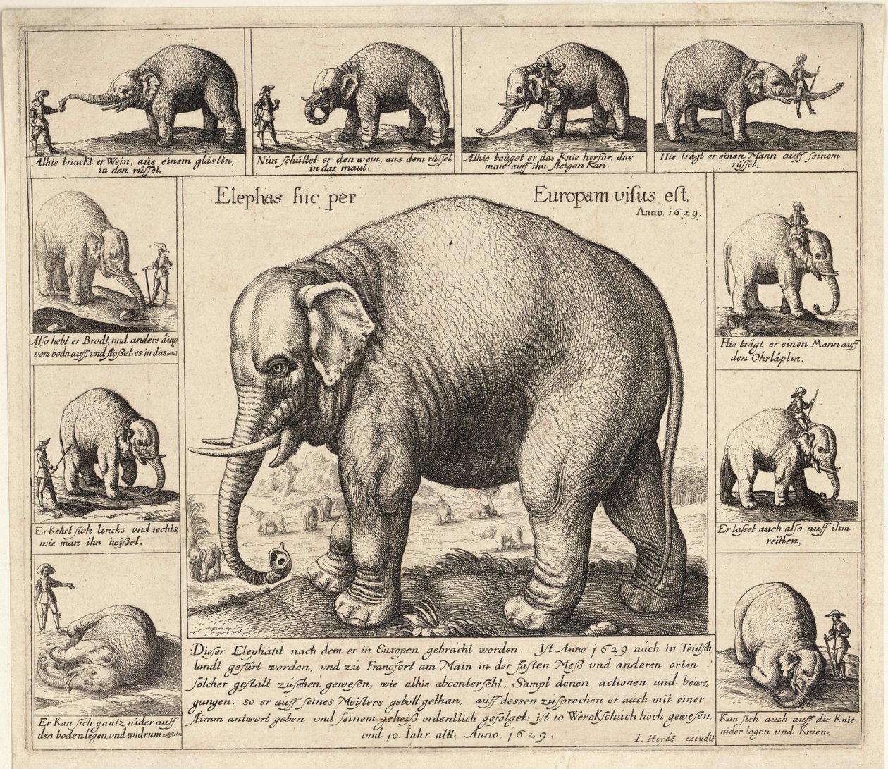 Kesytetty elefantti tekijältä Wenceslaus Hollar