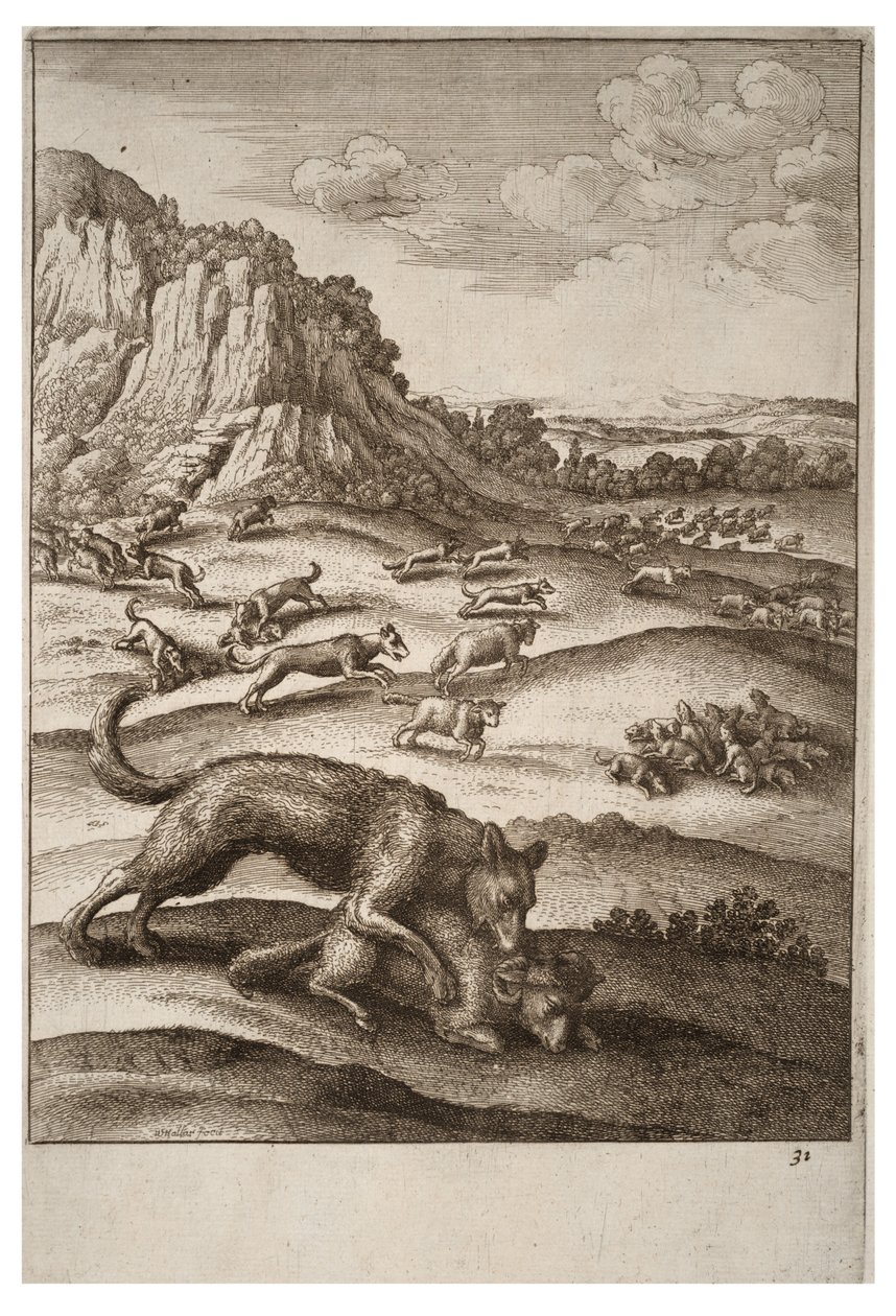 Sudet ja lampaat tekijältä Wenceslaus Hollar