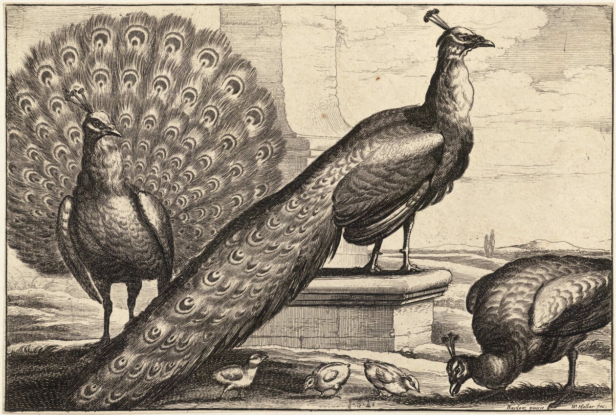 Kolme riikinkukkoa tekijältä Wenceslaus Hollar