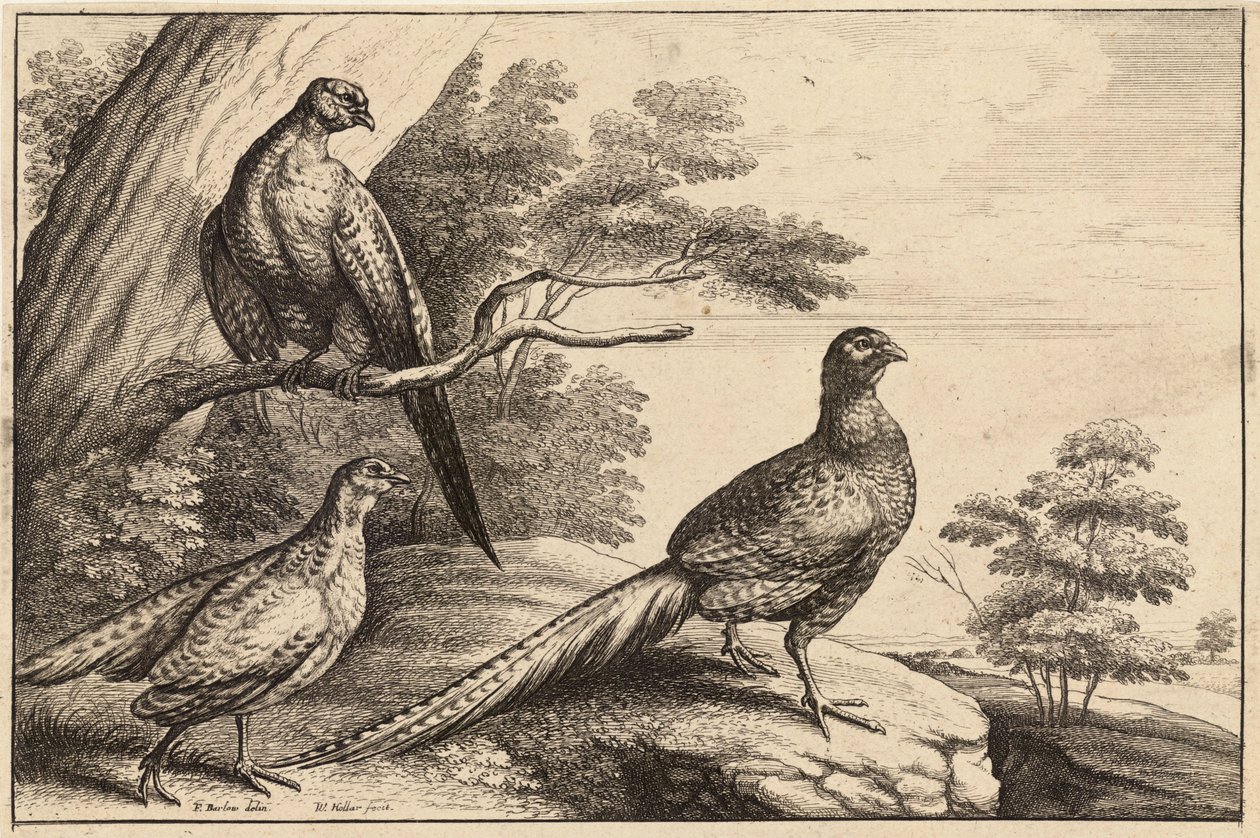 Kolme fasaania tekijältä Wenceslaus Hollar