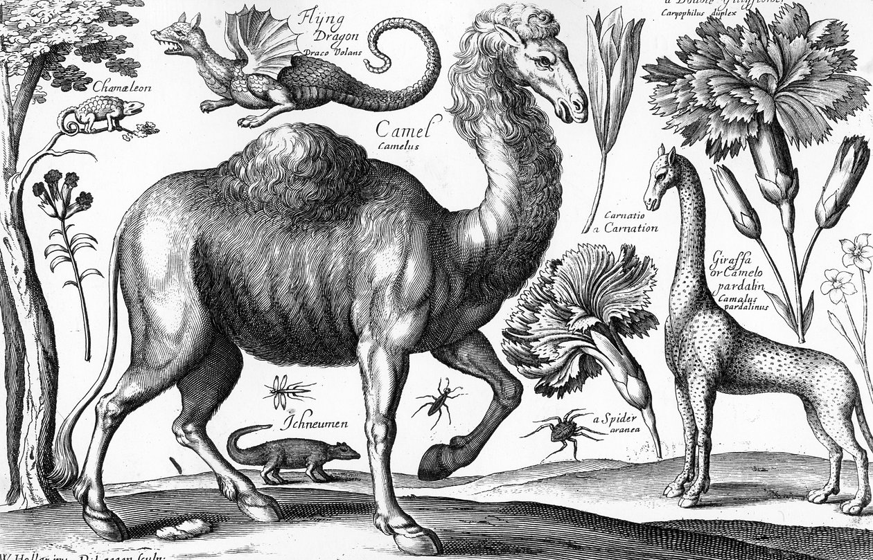 Eläimet, villit ja pedot, kaiverrus David Loggan tekijältä Wenceslaus (after) Hollar