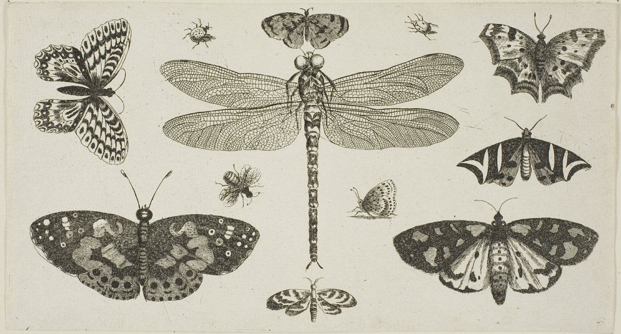 Sudenkorento, leppäkerttuja ja perhosia, kirjasta Diversae Insectorum...Figurae tekijältä Wenceslaus Hollar