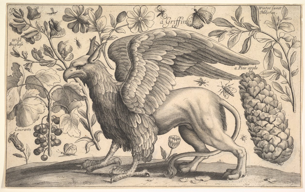 Griffin, 1625-77. tekijältä Wenceslaus Hollar