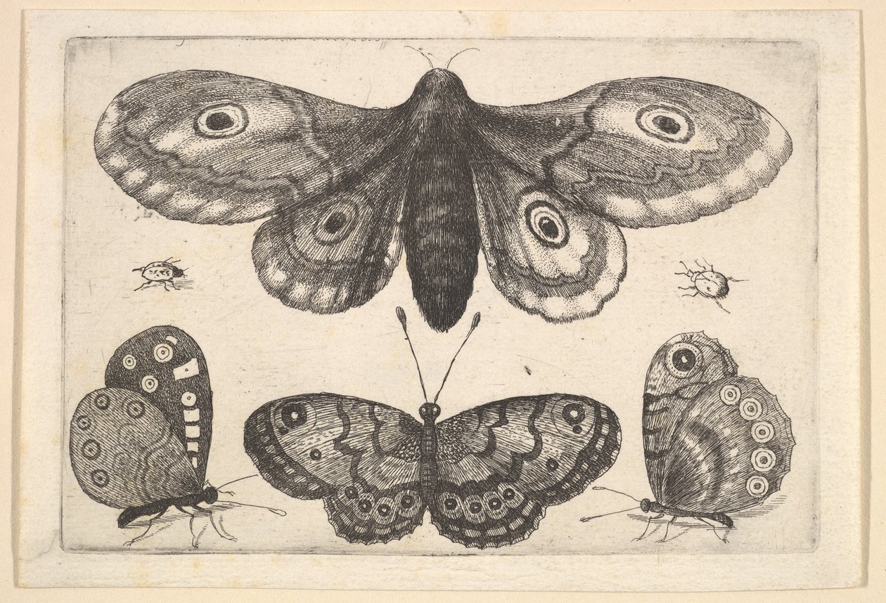 Koi, kolme perhosta ja kaksi kovakuoriaista, 1646. tekijältä Wenceslaus Hollar