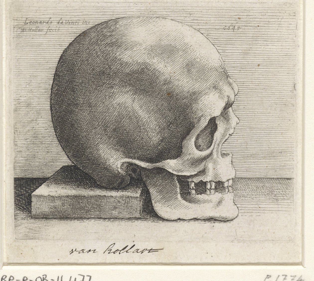 Kallon anatominen tutkimus tekijältä Wenceslaus Hollar