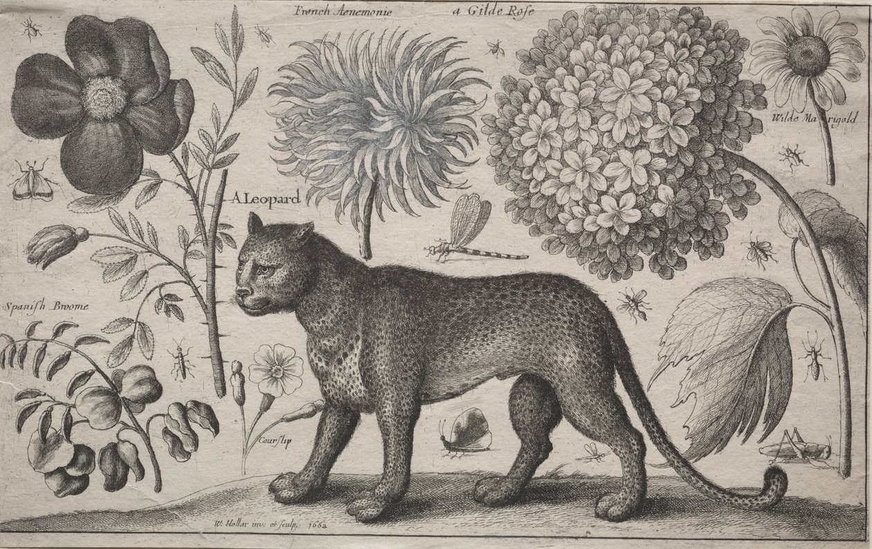Eläimet ja kasvit: Leopardi kasvien ja hyönteisten kanssa, 1662. tekijältä Wenceslaus Hollar