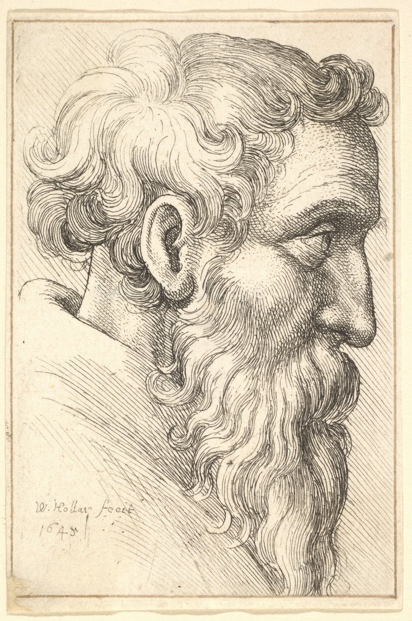 Parrakas vanha mies profiilissa oikealla, 1645. tekijältä Wenceslaus Hollar