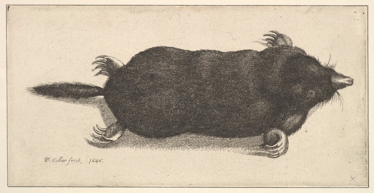 Kuollut myyrä, 1646. tekijältä Wenceslaus Hollar