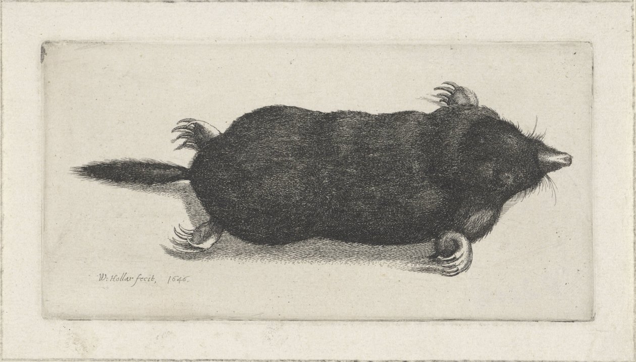 kuollut myyrä tekijältä Wenceslaus Hollar