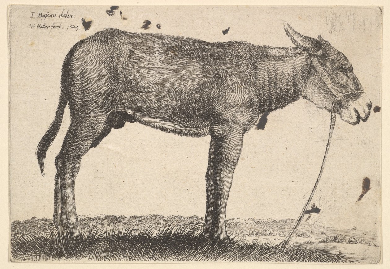 Aasi, 1649. tekijältä Wenceslaus Hollar