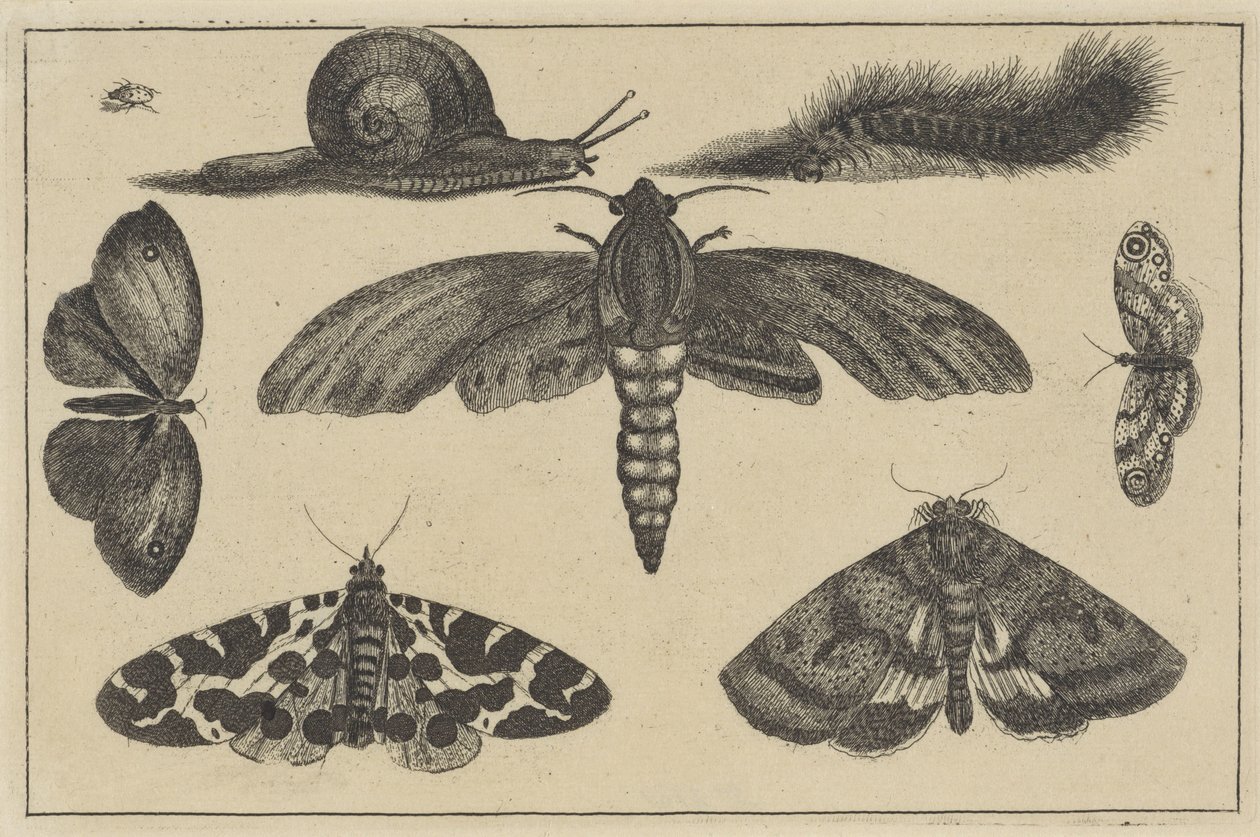 Kolme yöperhosta, perhosia, kovakuoriainen, etana ja toukka Erilaisia ​​hyönteisiä (sarjan nimi) Diversae Insectorum (sarjan nimi) tekijältä Wenceslaus Hollar