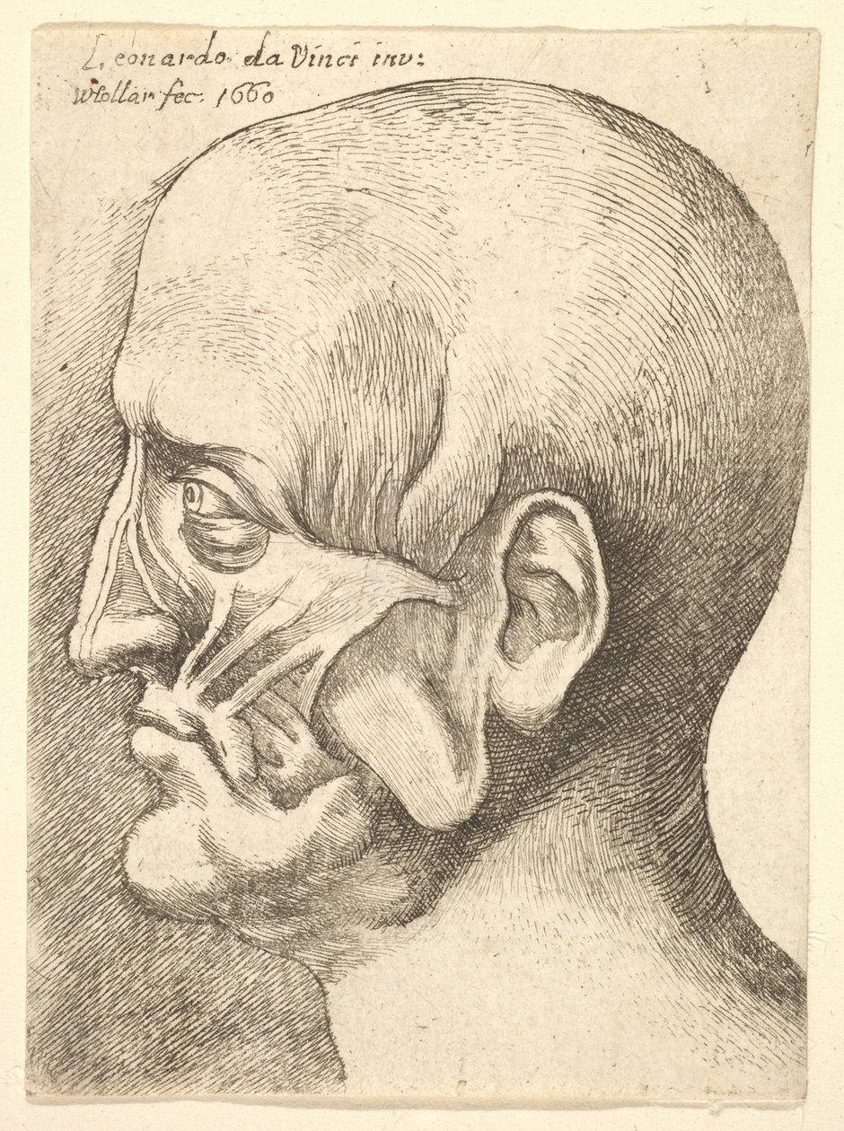 Ecorche miehen pää profiilissa vasemmalla, 1660. tekijältä Wenceslaus Hollar