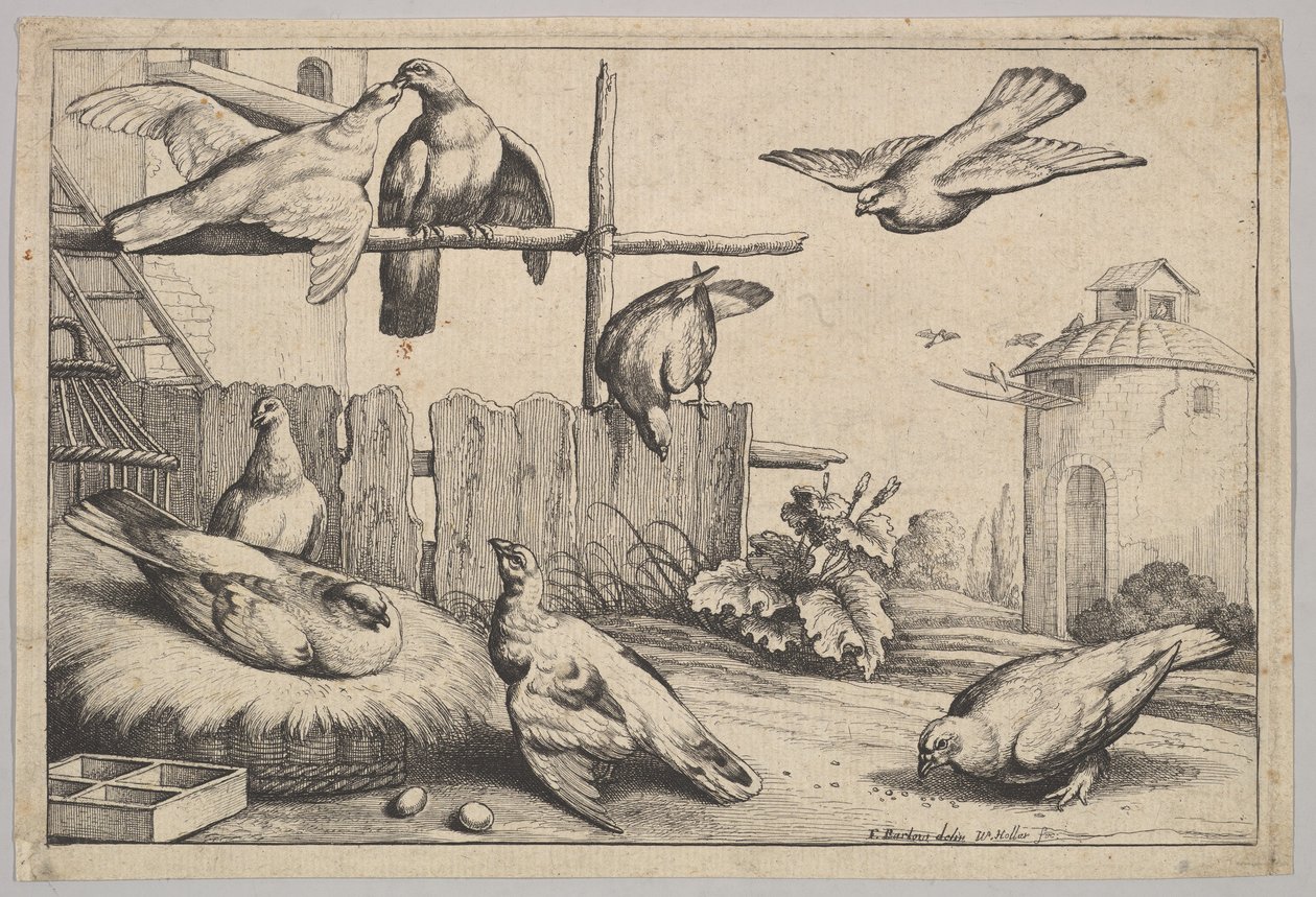 Kahdeksan kyyhkystä, 1625-77. tekijältä Wenceslaus Hollar