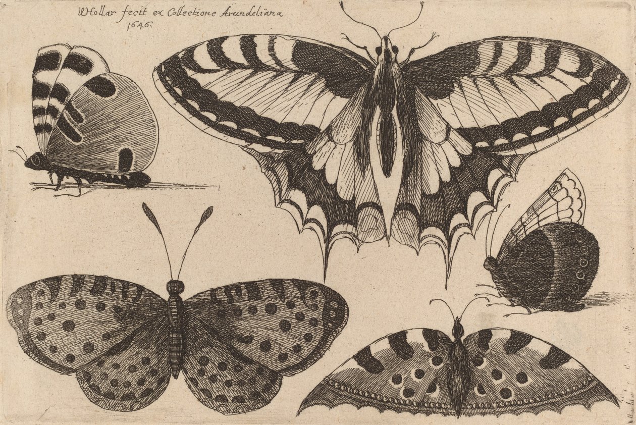 Viisi perhosta, 1646. tekijältä Wenceslaus Hollar