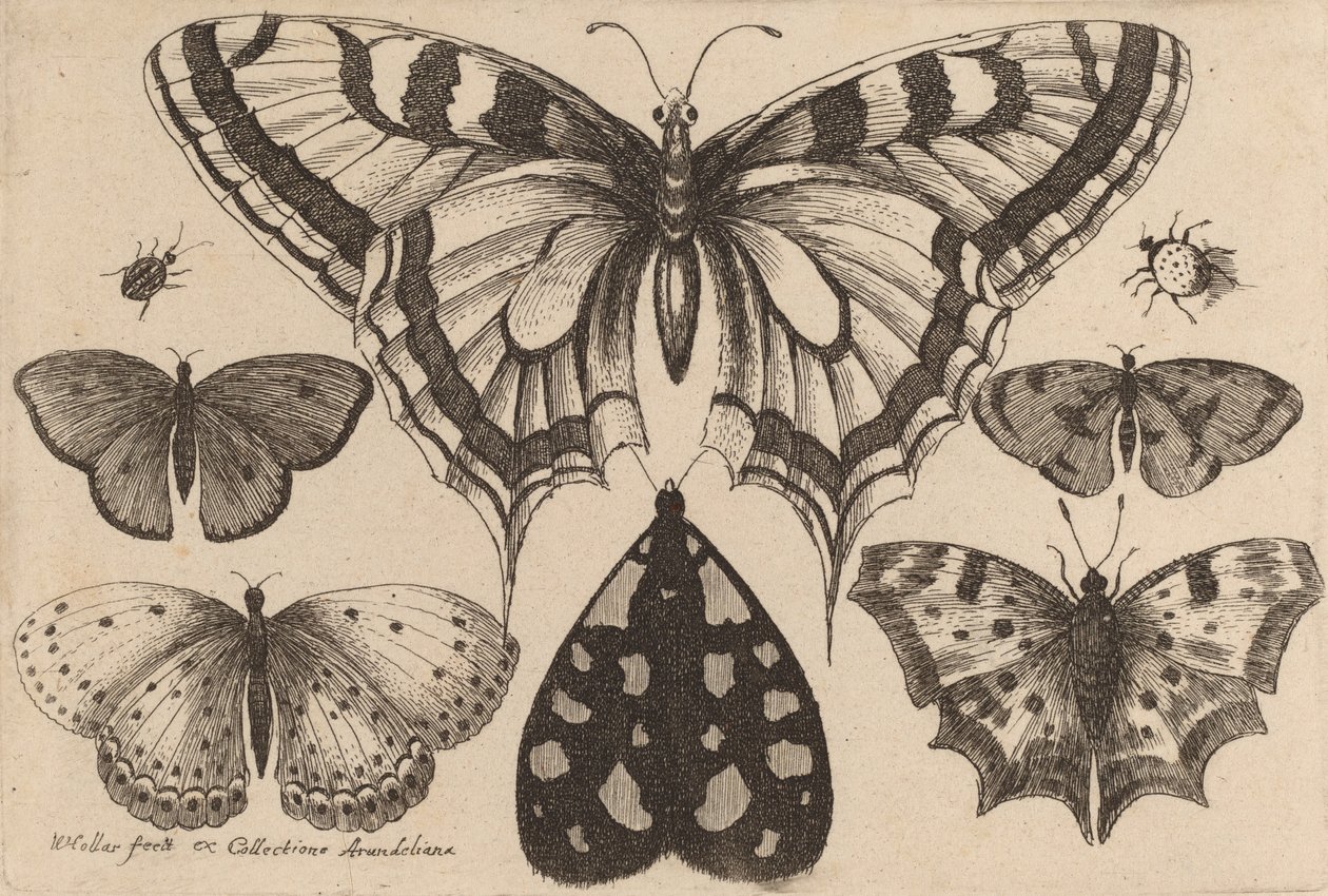 Viisi perhosta, koi ja kaksi kovakuoriaista, 1646. tekijältä Wenceslaus Hollar