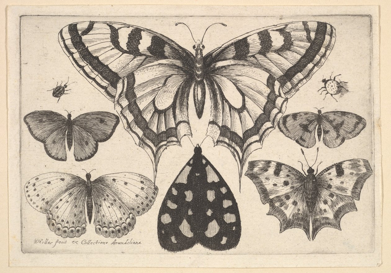 Viisi perhosta, koi ja kaksi kovakuoriaista, 1646. tekijältä Wenceslaus Hollar